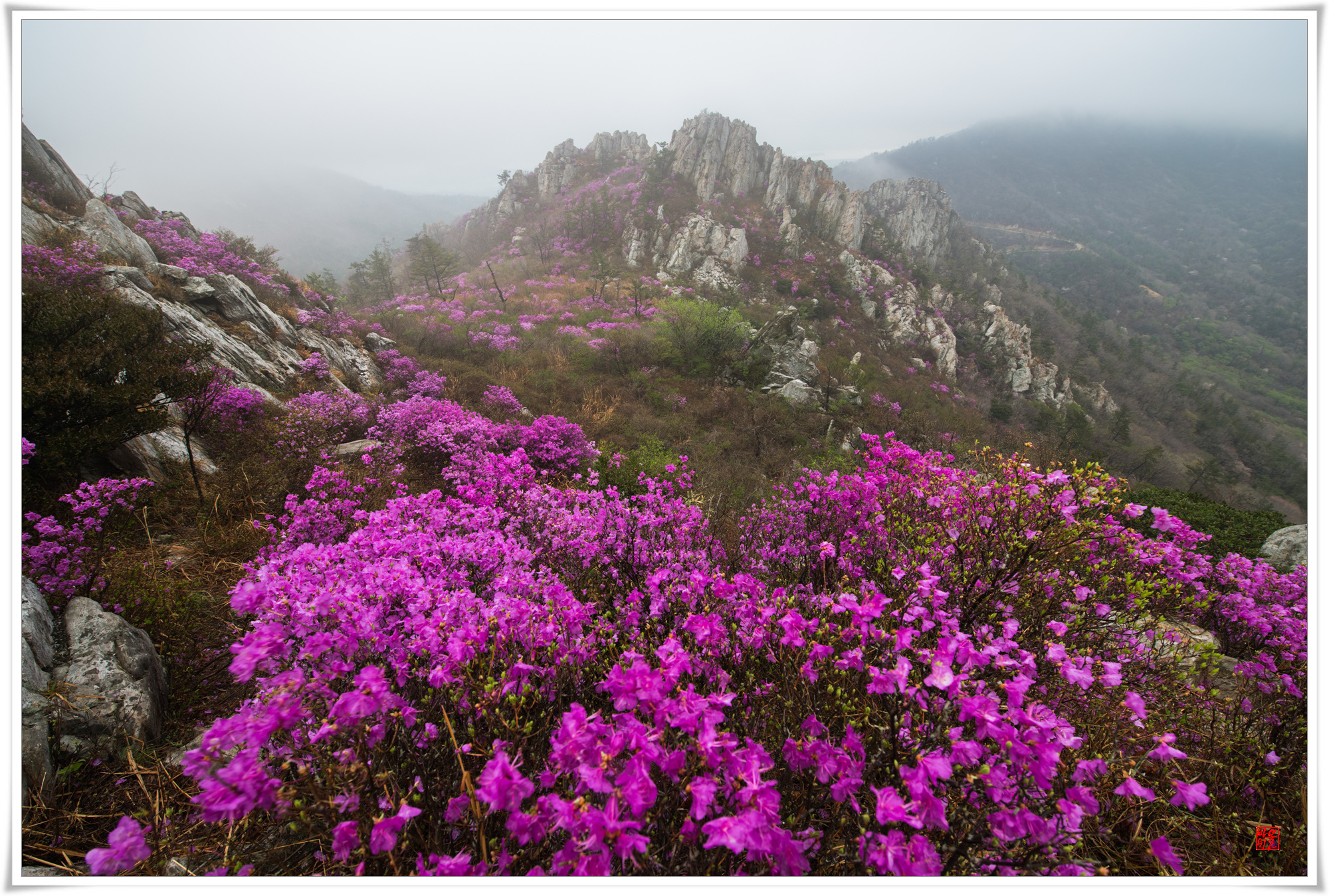 20180405주작산박-074s.jpg