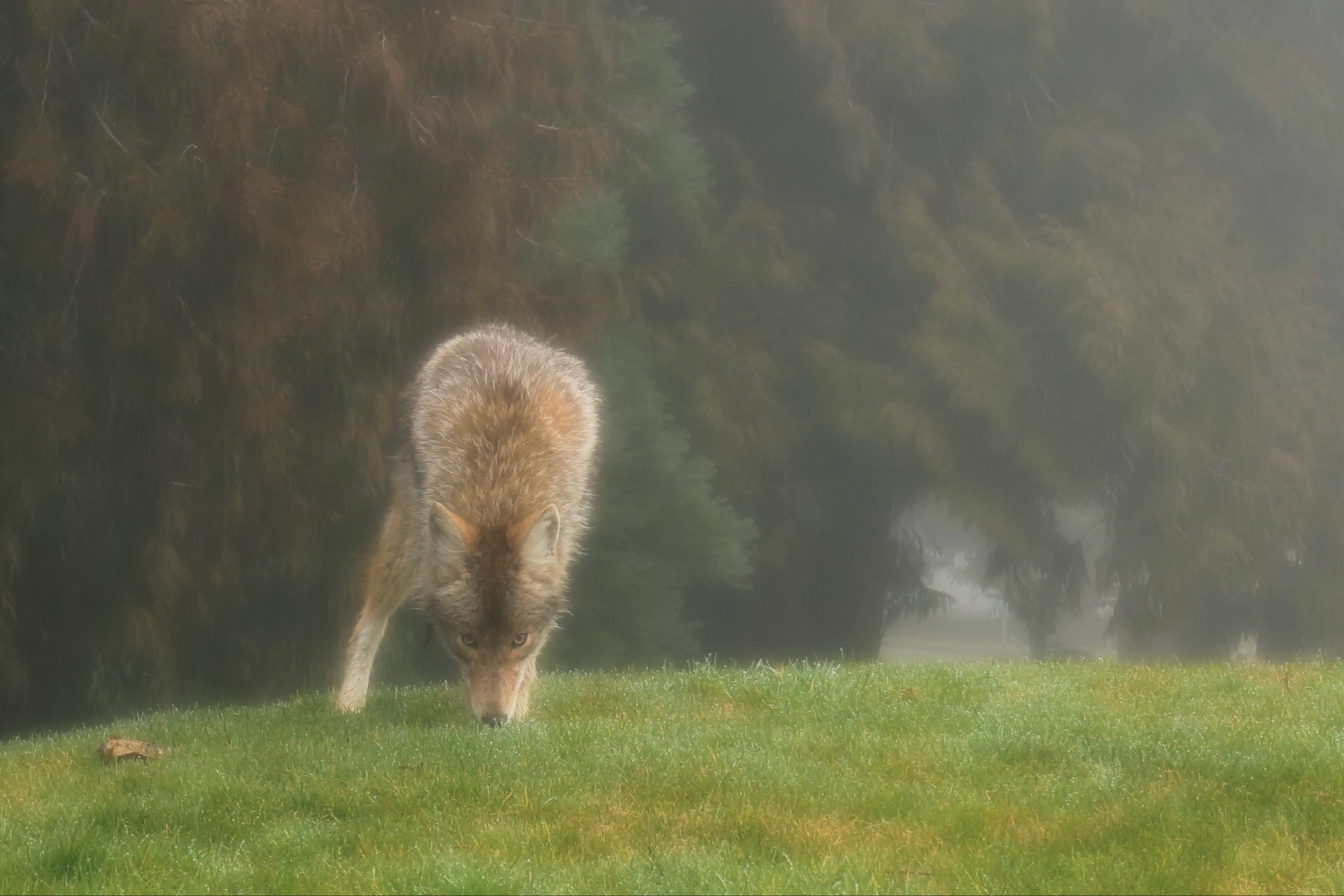 dsc04177coyote2.jpg