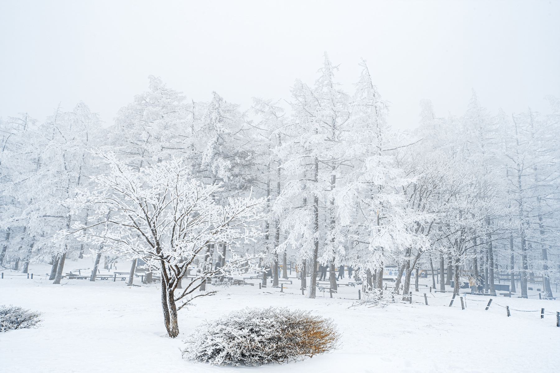 함백산 만항재 12.jpg