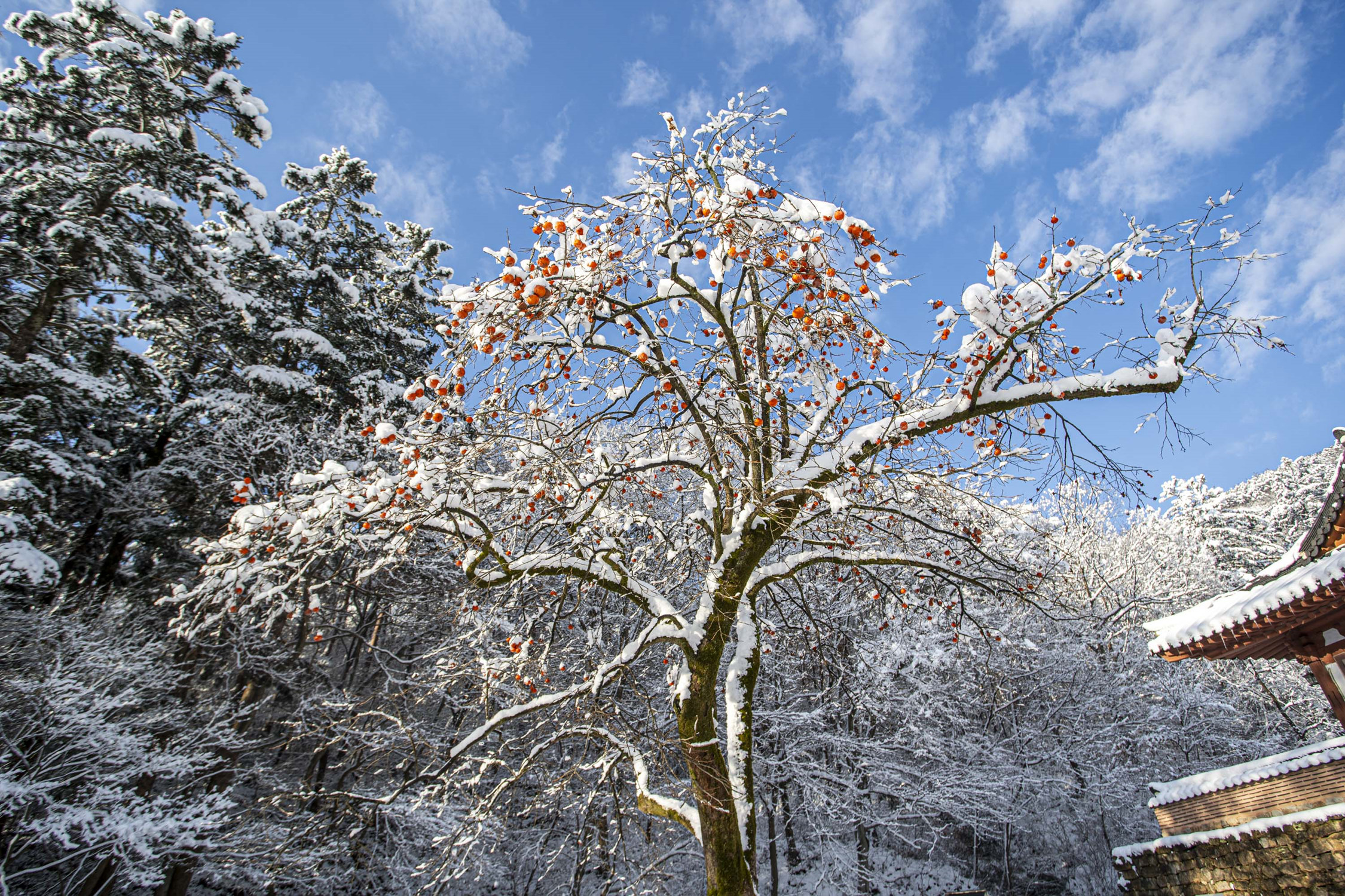 white and red 4.jpg