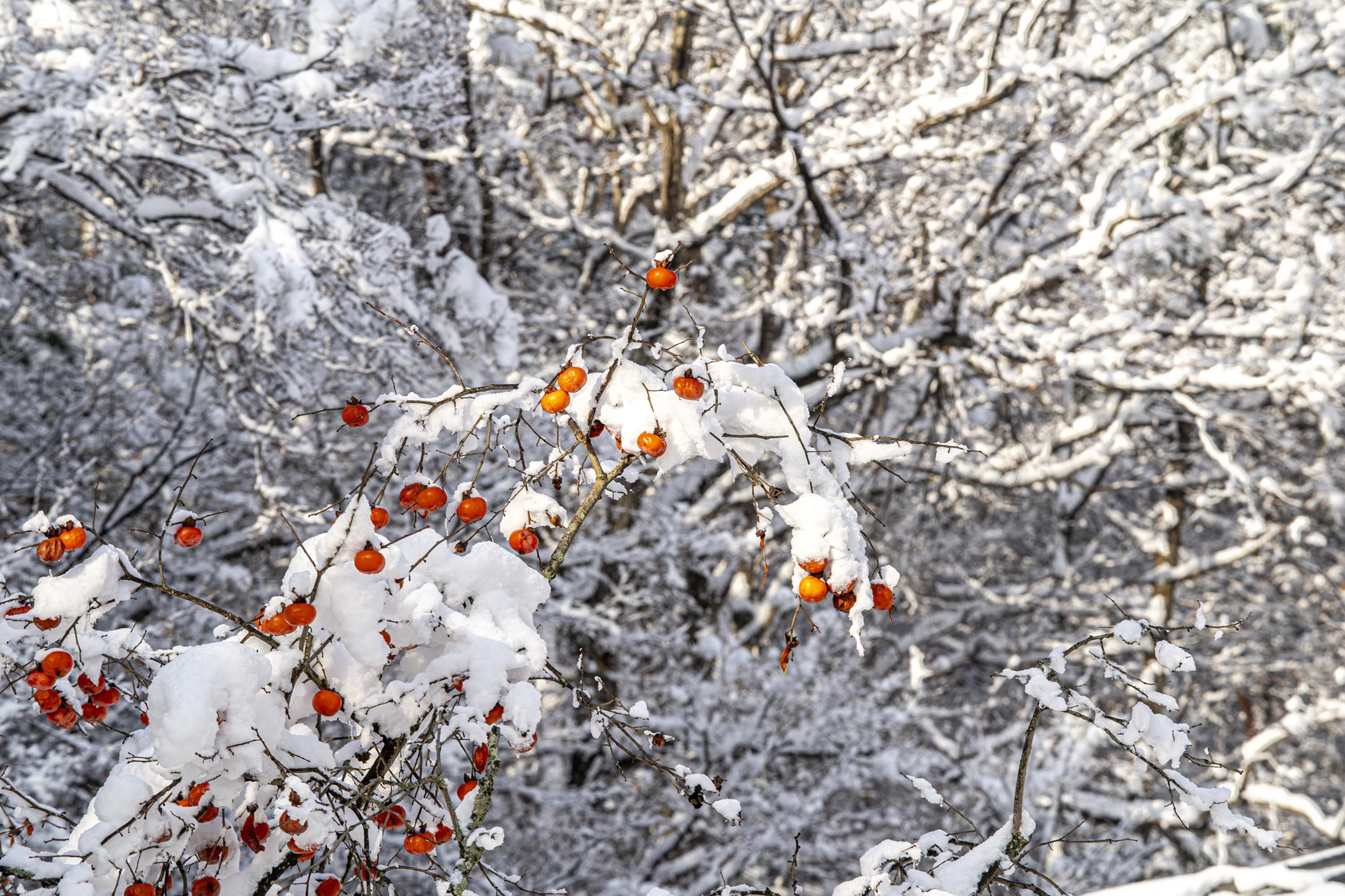 white and red 3.jpg