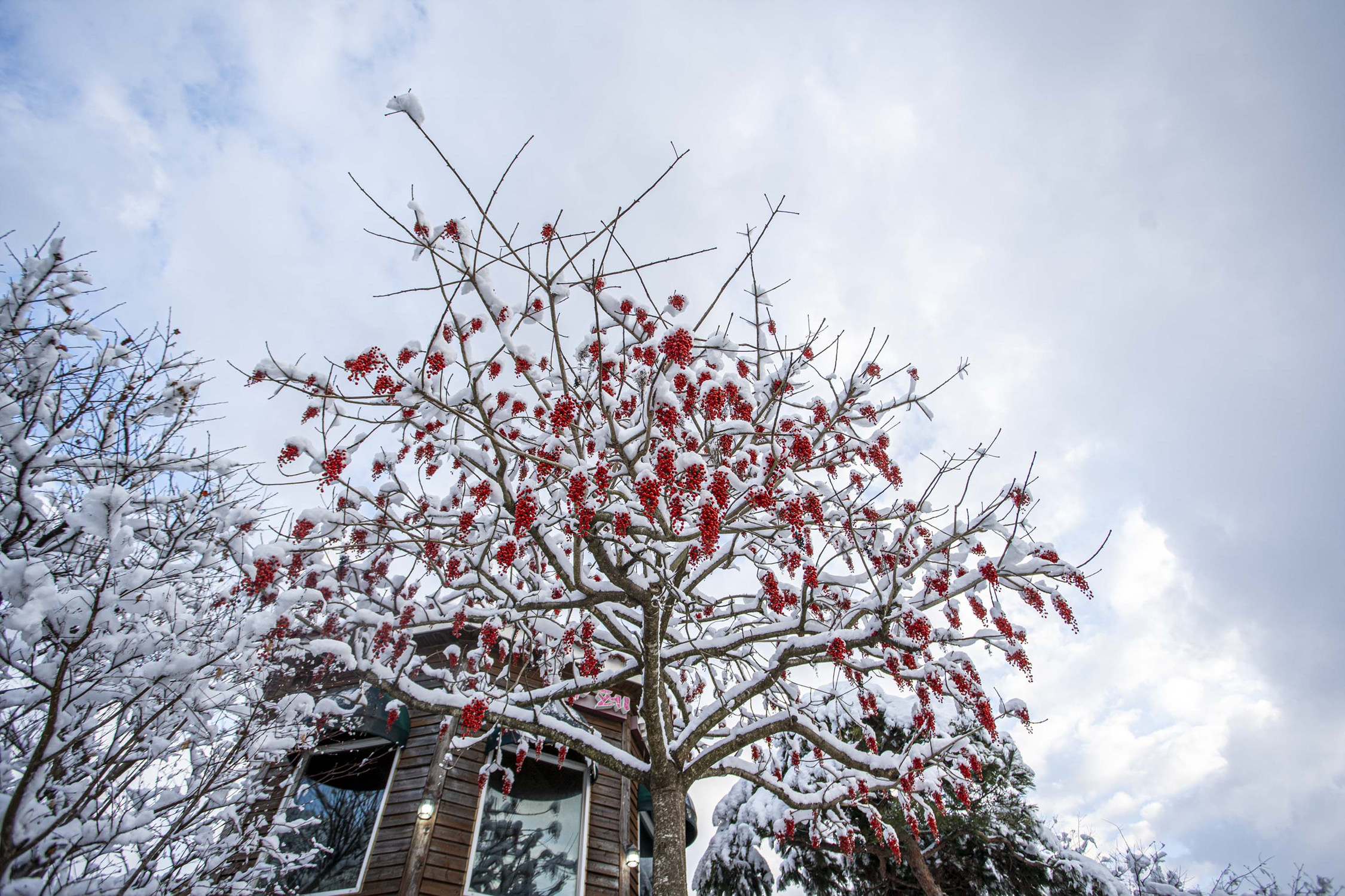 white and red 1.jpg