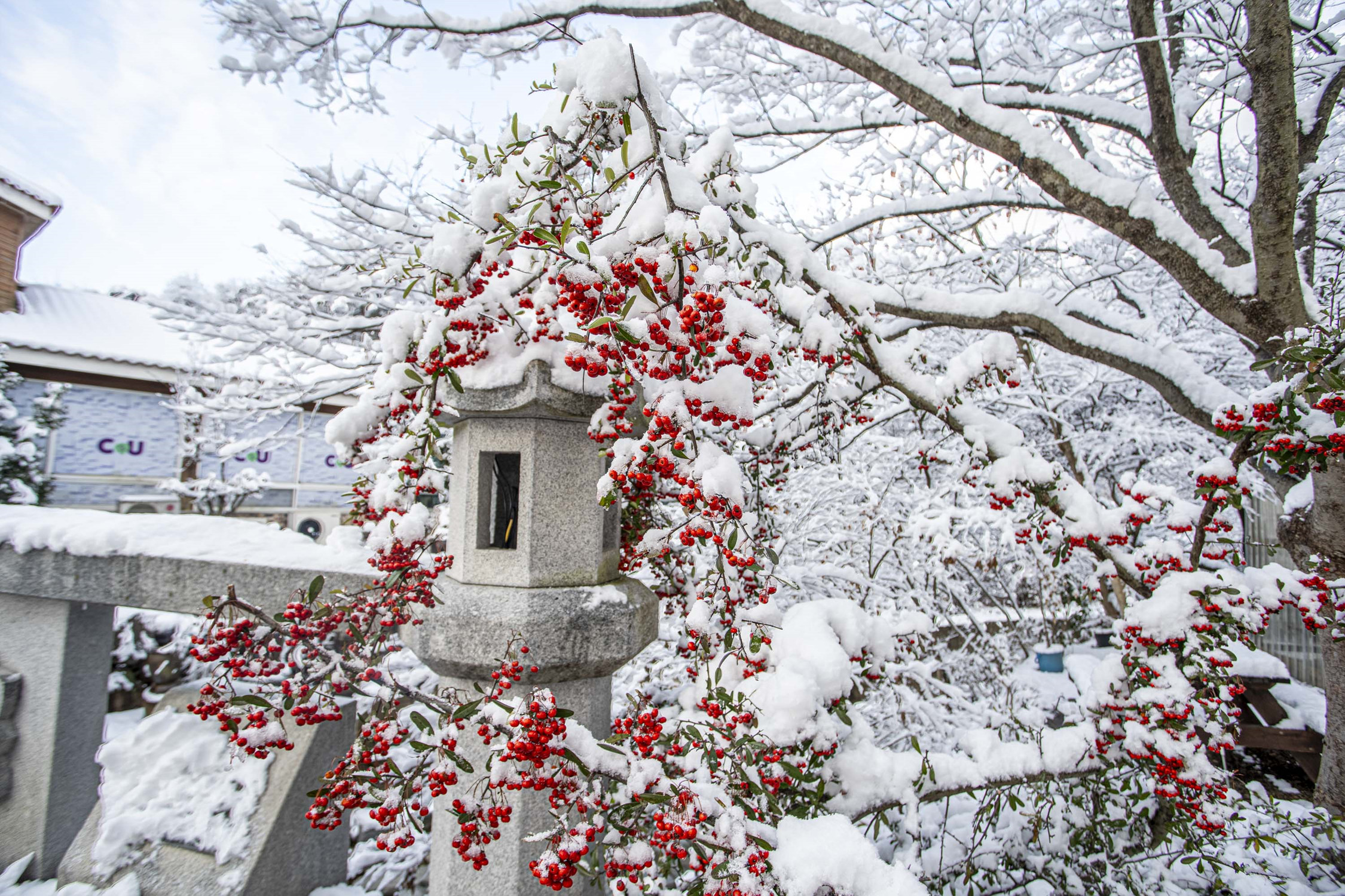 white and red 2.jpg